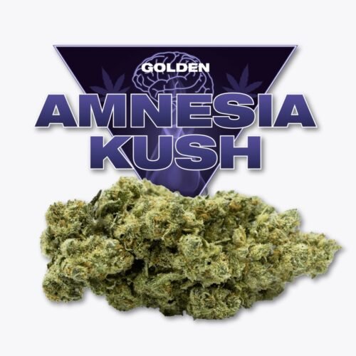Amnesia Kush CBD Golden CBD Amnesia Kush CBD Golden CBD