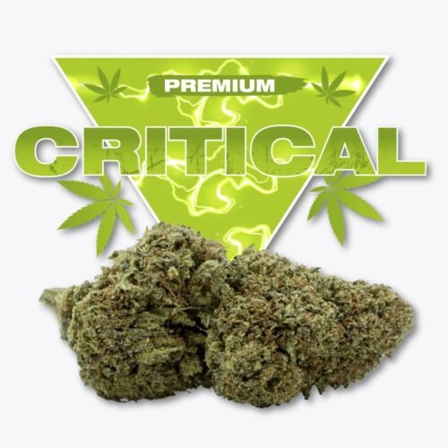 Fleur CBD Critical Golden CBD Fleur CBD Critical Golden CBD